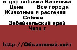 в дар собачка Капелька › Цена ­ 1 - Все города Животные и растения » Собаки   . Забайкальский край,Чита г.